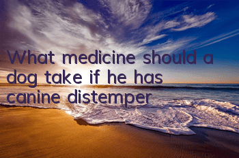 TWhat medicine should a dog take if he has canine distemper?