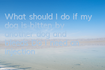 TWhat should I do if my dog ​​is bitten by another dog and bleeds? Do I need an injection?