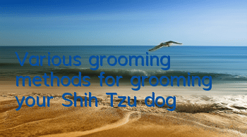 Various grooming methods for grooming your Shih Tzu dog