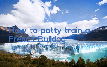 How to potty train a French Bulldog