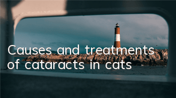TCauses and treatments of cataracts in cats