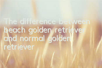 The difference between beach golden retriever and normal golden retriever
