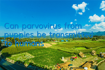 Can parvovirus from puppies be transmitted to humans?