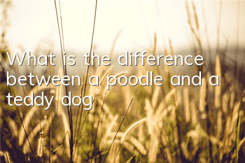 What is the difference between a poodle and a teddy dog?