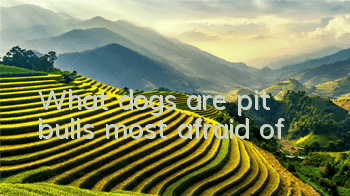 What dogs are pit bulls most afraid of?