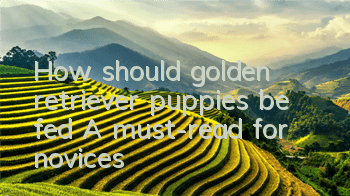 How should golden retriever puppies be fed? A must-read for novices!