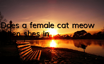 TDoes a female cat meow when she's in heat?
