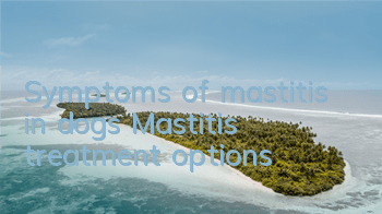 Symptoms of mastitis in dogs Mastitis treatment options