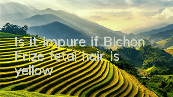 Is it impure if Bichon Frize fetal hair is yellow?