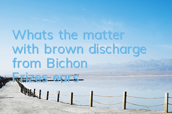What's the matter with brown discharge from Bichon Frize's ears?