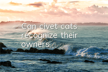 Can civet cats recognize their owners?