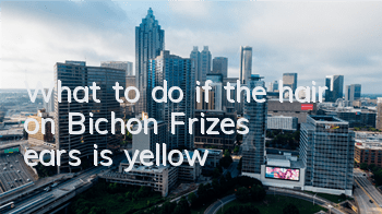 What to do if the hair on Bichon Frize's ears is yellow