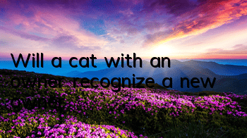 Will a cat with an owner recognize a new owner?