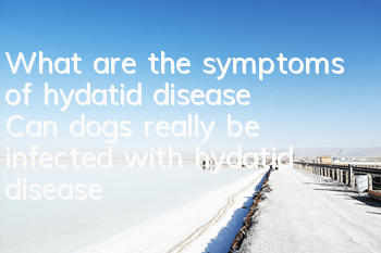 What are the symptoms of hydatid disease? Can dogs really be infected with hydatid disease?