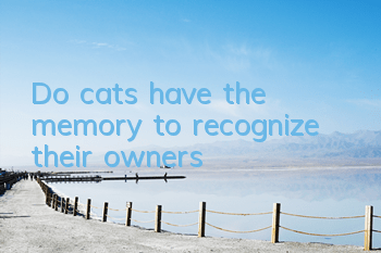 Do cats have the memory to recognize their owners?