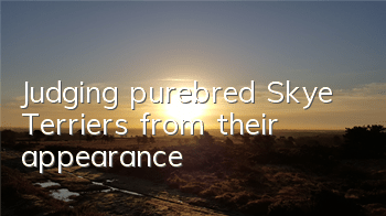 Judging purebred Skye Terriers from their appearance