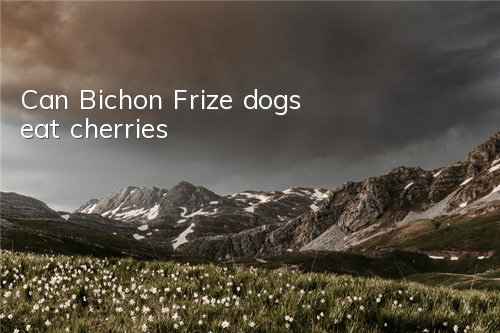 Can Bichon Frize dogs eat cherries?