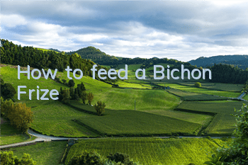 How to feed a Bichon Frize