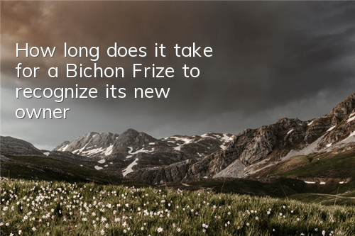 How long does it take for a Bichon Frize to recognize its new owner?