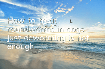 How to treat roundworms in dogs? Just deworming is not enough