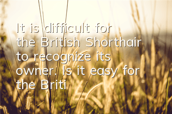 It is difficult for the British Shorthair to recognize its owner. Is it easy for the British Shorthair to recognize its owner?