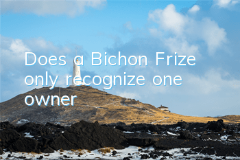 Does a Bichon Frize only recognize one owner?