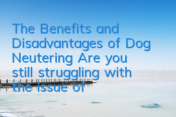 The Benefits and Disadvantages of Dog Neutering Are you still struggling with the issue of neutering?