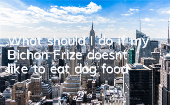 What should I do if my Bichon Frize doesn’t like to eat dog food?