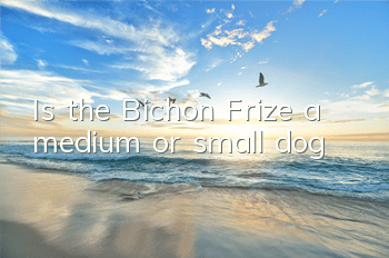 Is the Bichon Frize a medium or small dog?