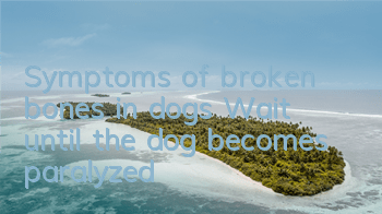 Symptoms of broken bones in dogs: Wait until the dog becomes paralyzed!