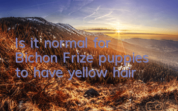 Is it normal for Bichon Frize puppies to have yellow hair?