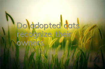 Do adopted cats recognize their owners?