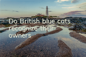 Do British blue cats recognize their owners?