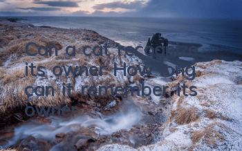 Can a cat recognize its owner? How long can it remember its owner?