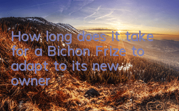 How long does it take for a Bichon Frize to adapt to its new owner?