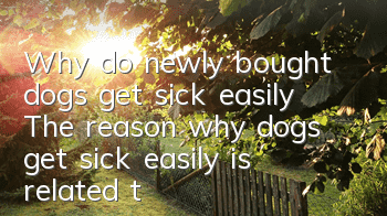 Why do newly bought dogs get sick easily? The reason why dogs get sick easily is related to the care of their owners!