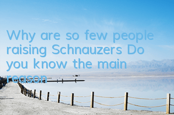 Why are so few people raising Schnauzers? Do you know the main reason?