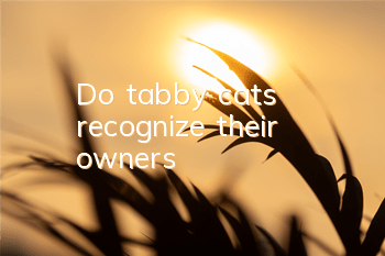 Do tabby cats recognize their owners?