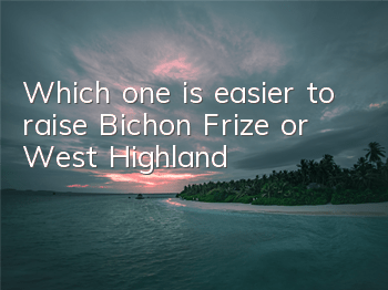 Which one is easier to raise, Bichon Frize or West Highland?