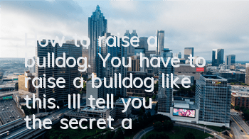 How to raise a bulldog. You have to raise a bulldog like this. I’ll tell you the secret and you won’t read.