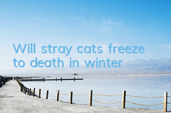 TWill stray cats freeze to death in winter?