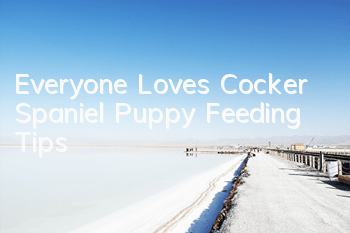 Everyone Loves Cocker Spaniel Puppy Feeding Tips