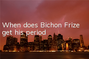 When does Bichon Frize get his period?