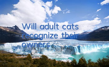 Will adult cats recognize their owners?