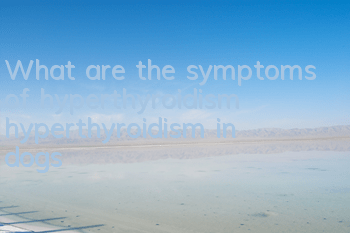 TWhat are the symptoms of hyperthyroidism (hyperthyroidism) in dogs?