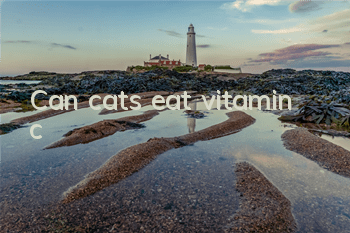 TCan cats eat vitamin c?