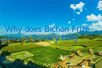 Why does Bichon Frize have a flowery belly?