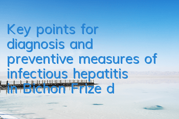 Key points for diagnosis and preventive measures of infectious hepatitis in Bichon Frize dogs. What should dogs eat if they are infected with hepatitis?
