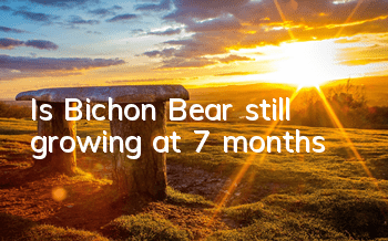 Is Bichon Bear still growing at 7 months?
