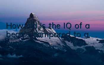 How old is the IQ of a beagle compared to a human?